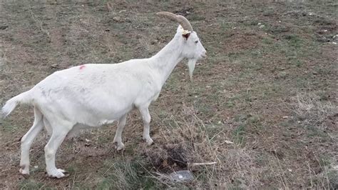 Bingölde satılık keçi
